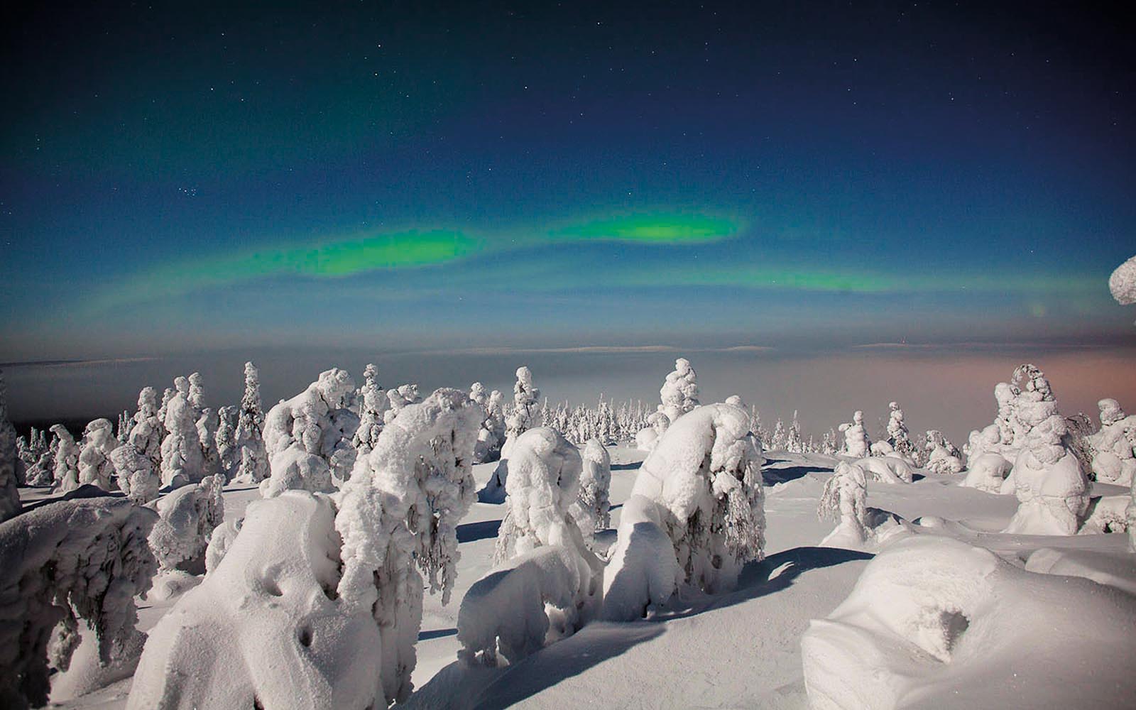 The Northern Lights (aurora borealis) streaks across the blue night sky over the snow encased trees that sit in a landscape blanketed in snow