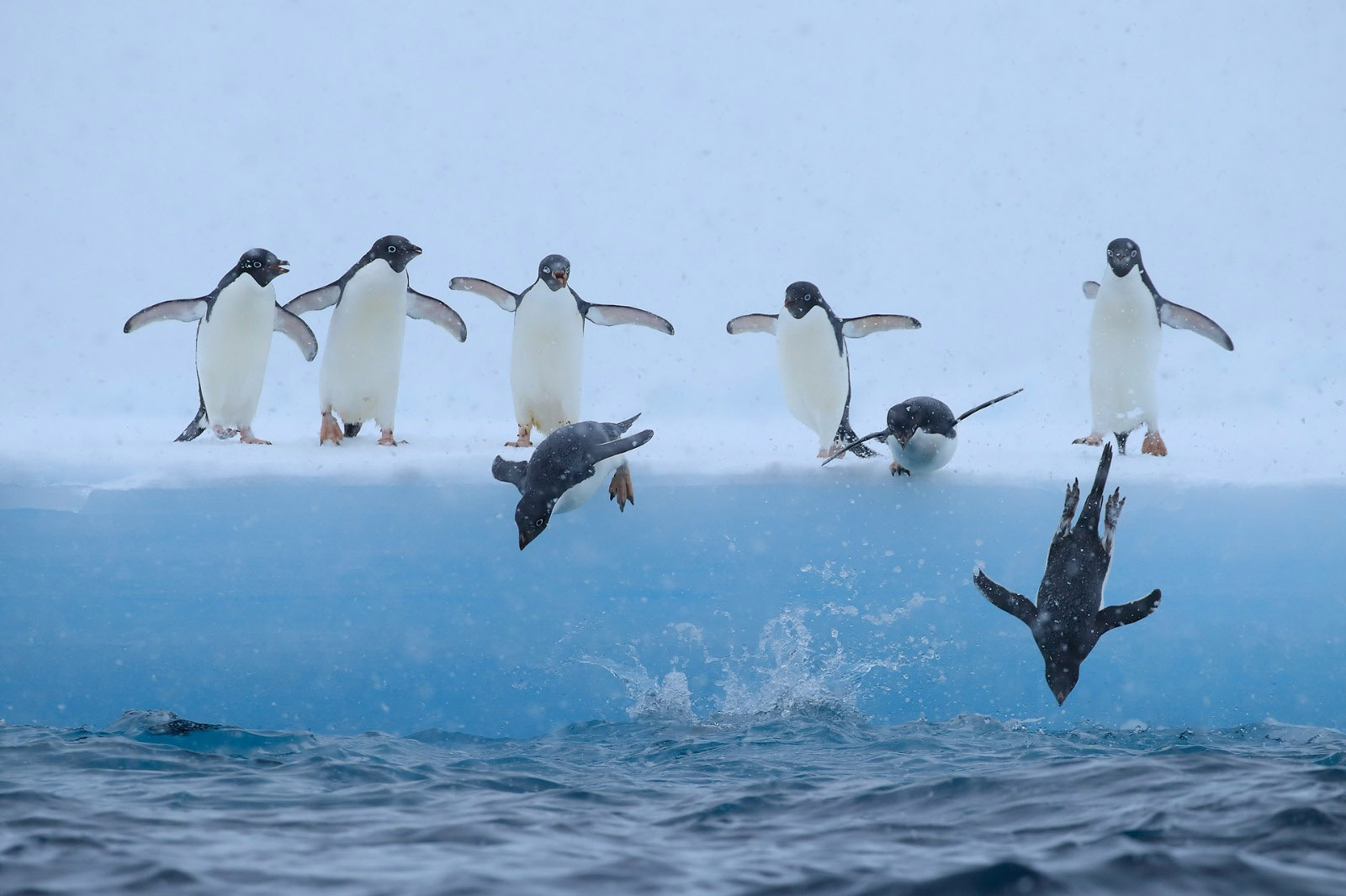 Penguins diving into the sea from ice, Antarctica
