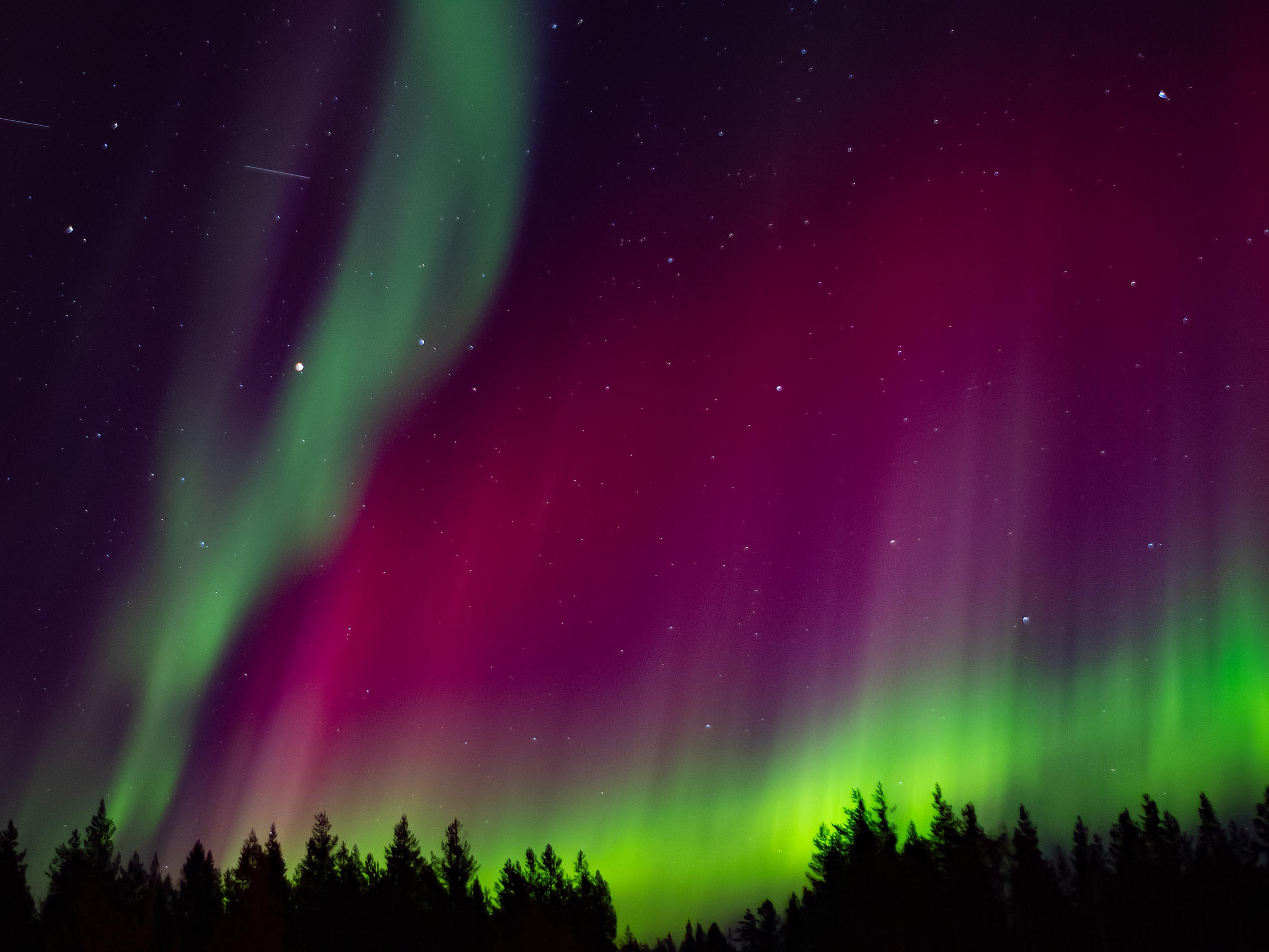 Pink, purple and green hues of the northern lights fill the sky over the dark tree line in Yllas, Finland. Image by Steve Banner